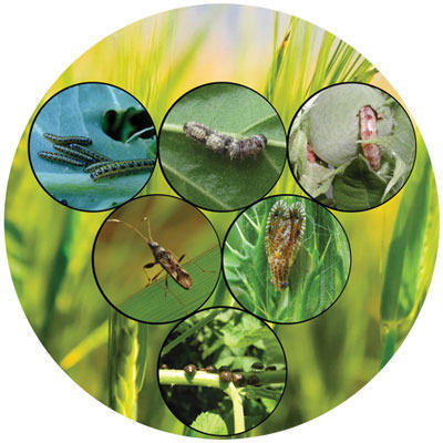 రైతులకు అందుబాటులో బయో పెస్టిసైడ్స్ : వ్యవసాయ శాఖ