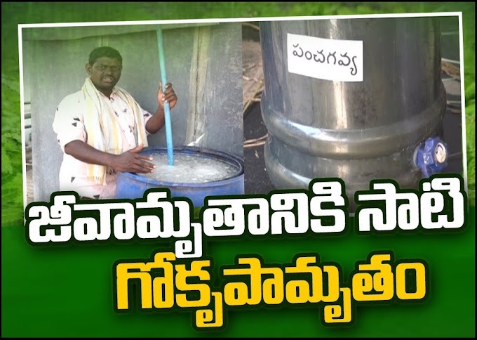 జీవామృతానికి సాటిగా “గో కృపామృతం” – ప్రత్యేక ఉచిత శిక్షణ కార్యక్రమం