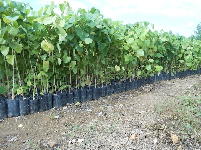 నిర్వహణ ఖర్చులతో పాటు రైతులకు ఉచితంగా టేకు మొక్కలు